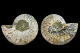 Agatized Ammonite Fossil - Madagascar #145988-1